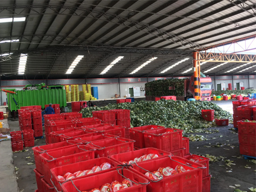 Fruit and vegetable fresh-keeping