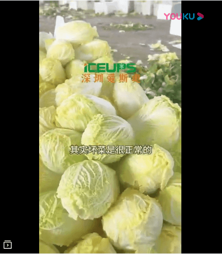 Baby cabbage needs to be cooled quickly so that it won't spoil after taking away heat and water