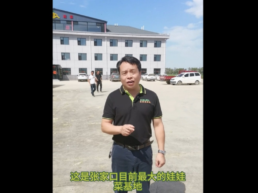 Here is the largest base of baby cabbage in Zhangjiakou, Hebei Province, where the baby cabbage is supplied to the capital city economic circle with quality and quantity
