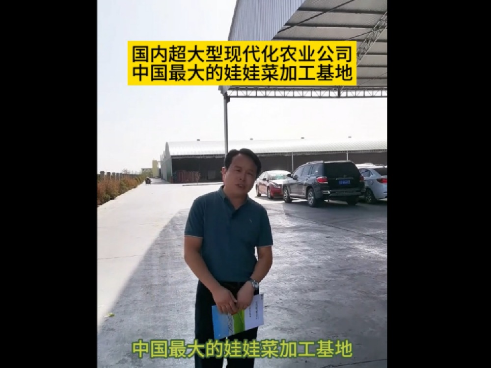 So far, China's largest baby cabbage planting and processing base is in Wuwei, Gansu Province, where baby cabbage is sent to all parts of the country